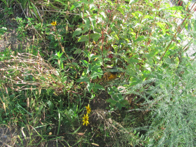  X Góra Puławska - Grobonet - Wyszukiwarka osób pochowanych