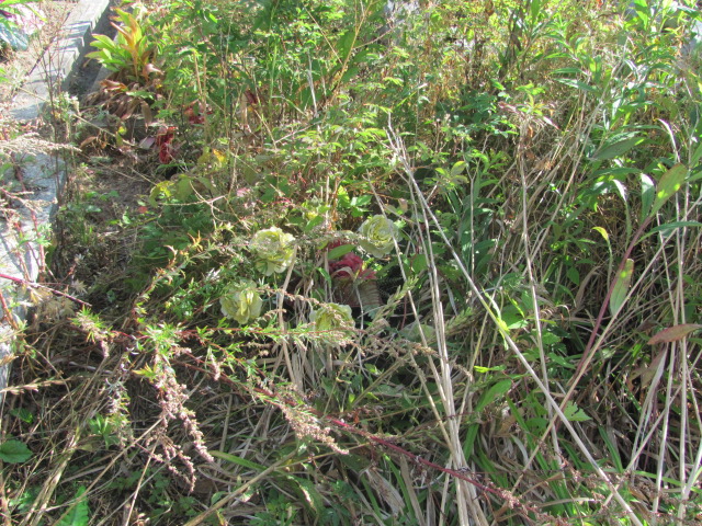  X Góra Puławska - Grobonet - Wyszukiwarka osób pochowanych